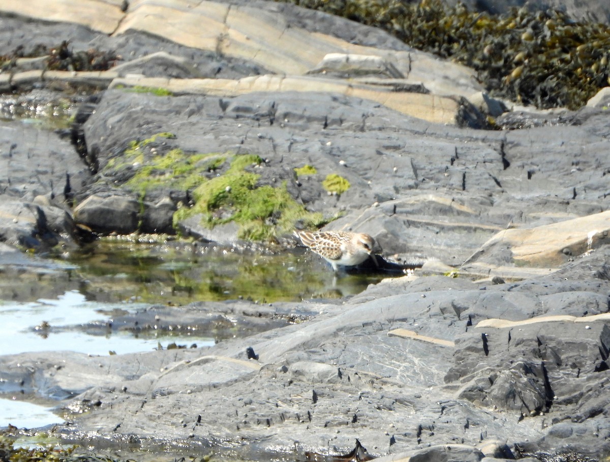 jespák srostloprstý - ML644338280