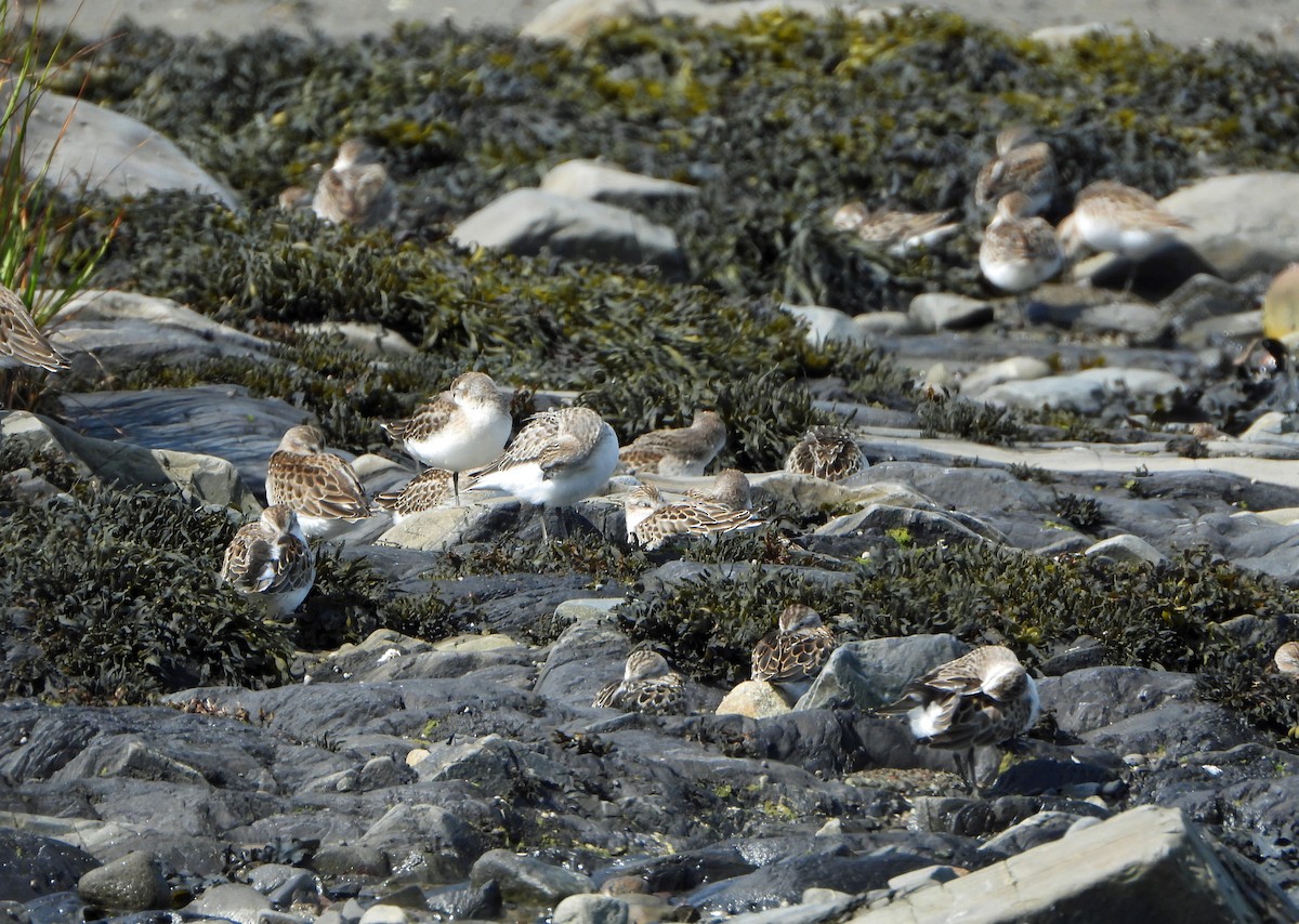 jespák srostloprstý - ML644338281