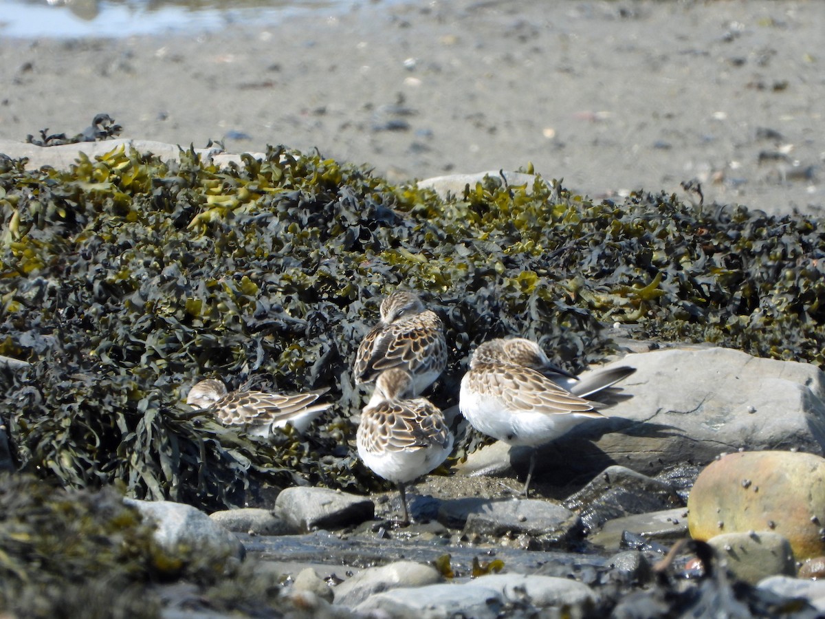 jespák srostloprstý - ML644338282