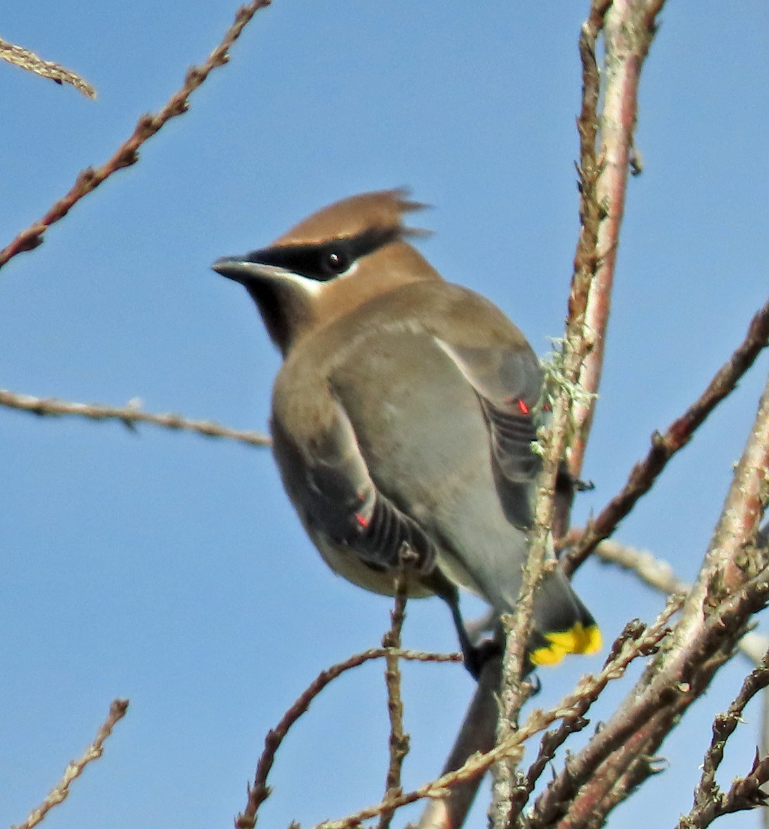 Zedernseidenschwanz - ML644338283