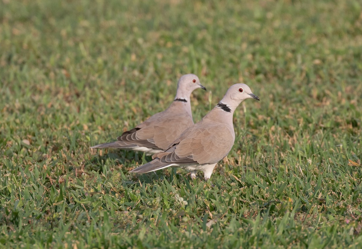 African Collared-Dove - ML644338292