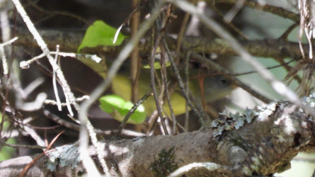 Mourning Warbler - ML644338297