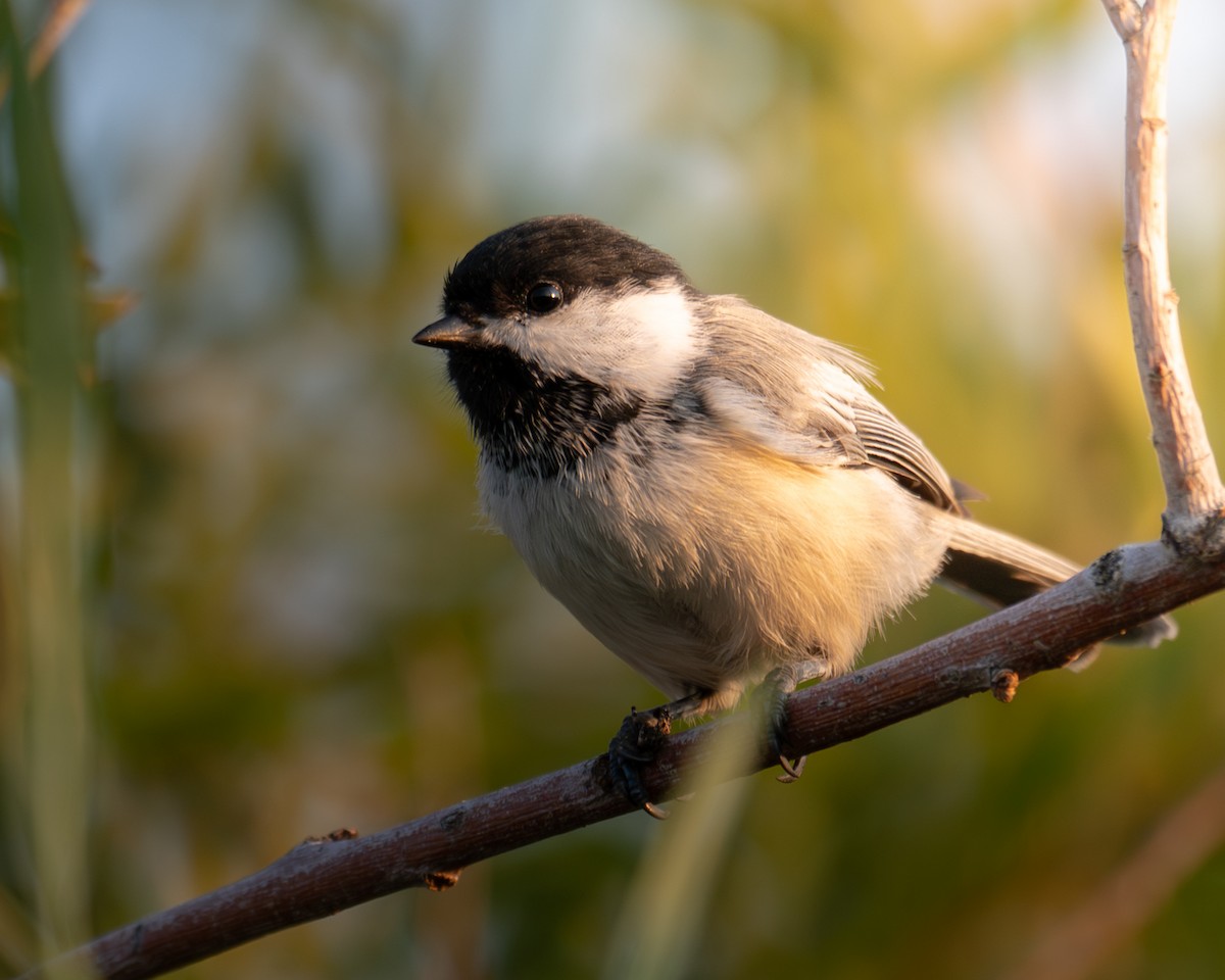 Black-capped Chickadee - ML644338298