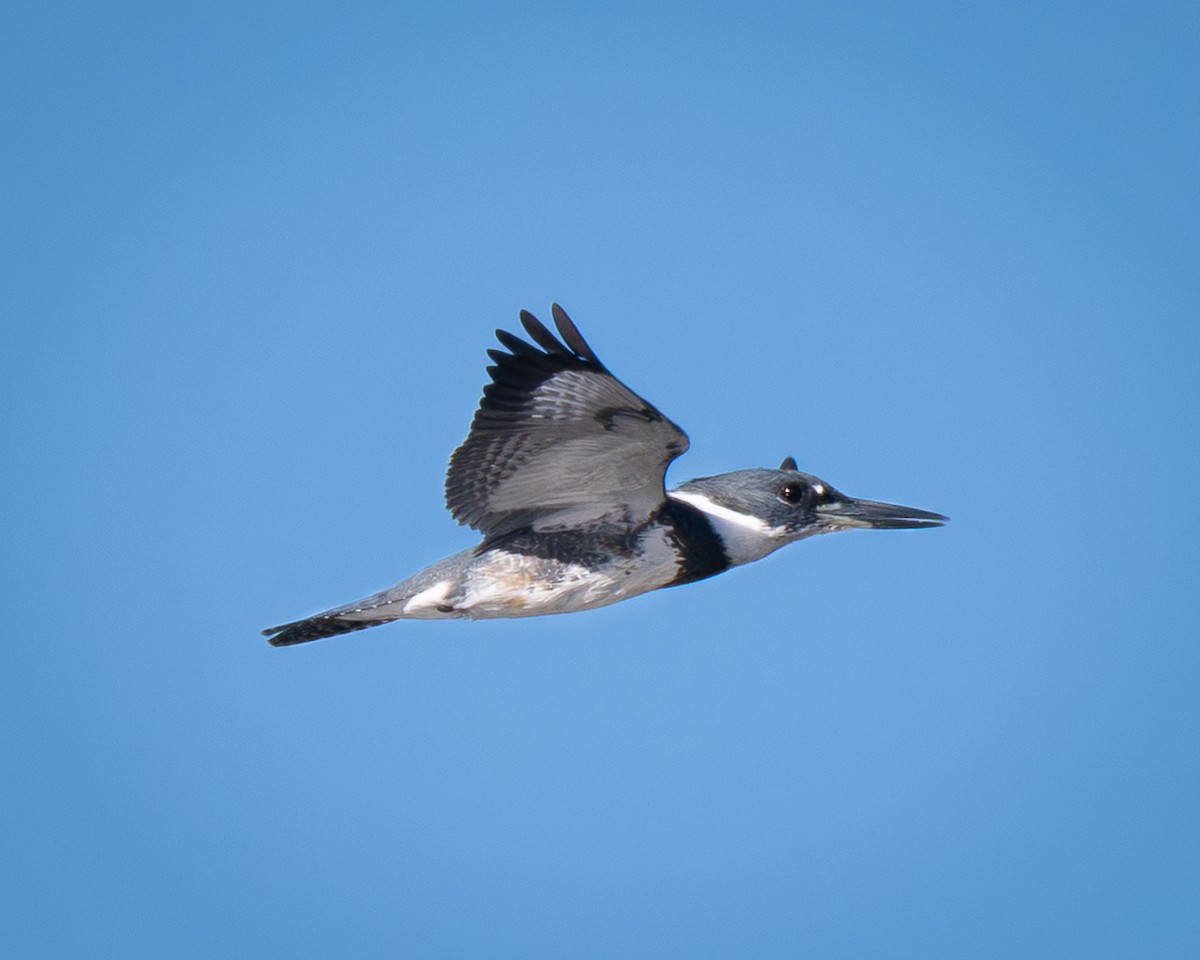 Belted Kingfisher - ML644338301