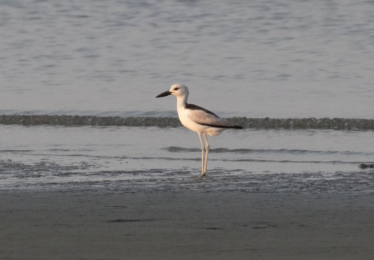 Crab-Plover - ML644338311