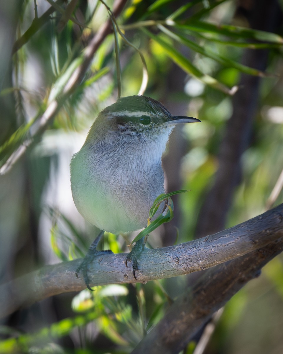 Bewick's Wren - ML644338314