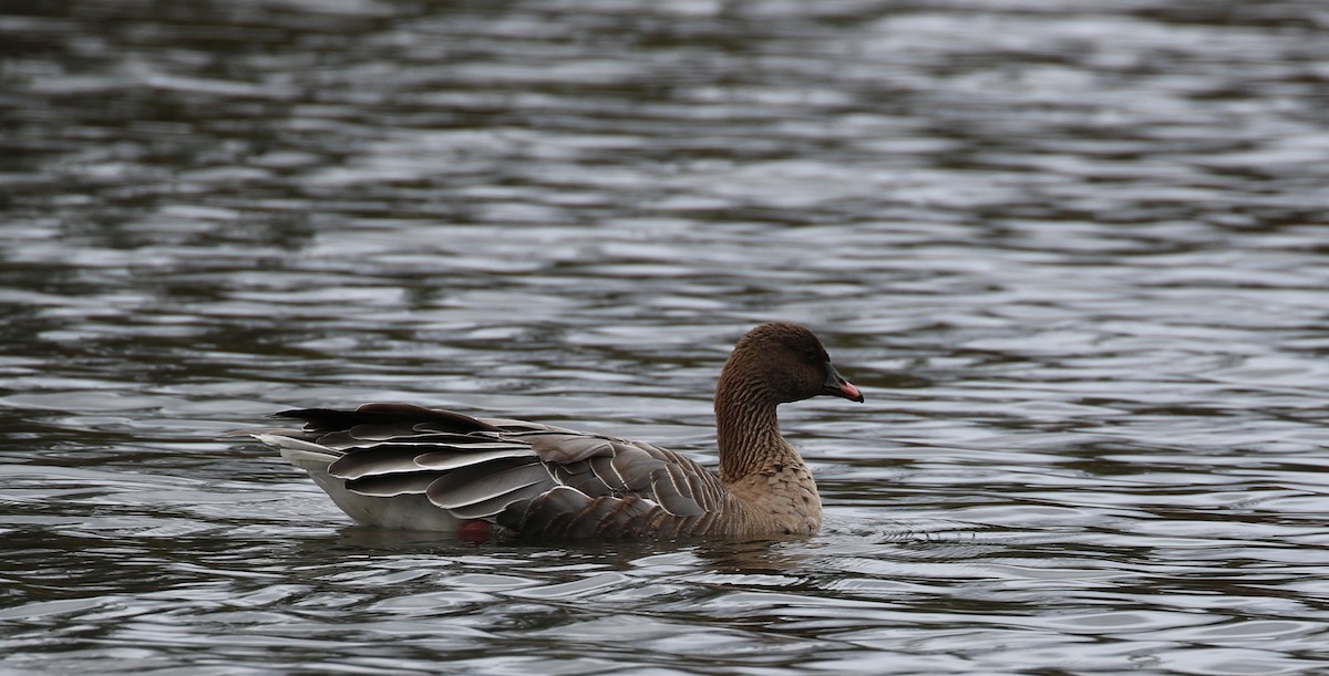 Pink-footed Goose - ML644338318