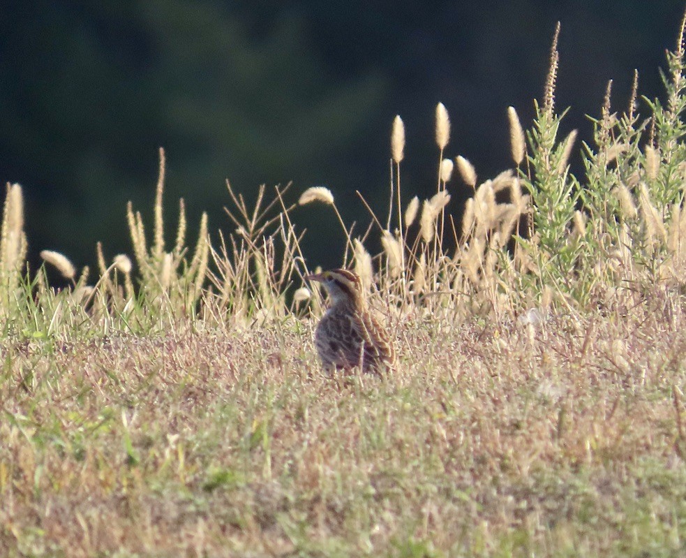 Eastern Meadowlark - ML644338319