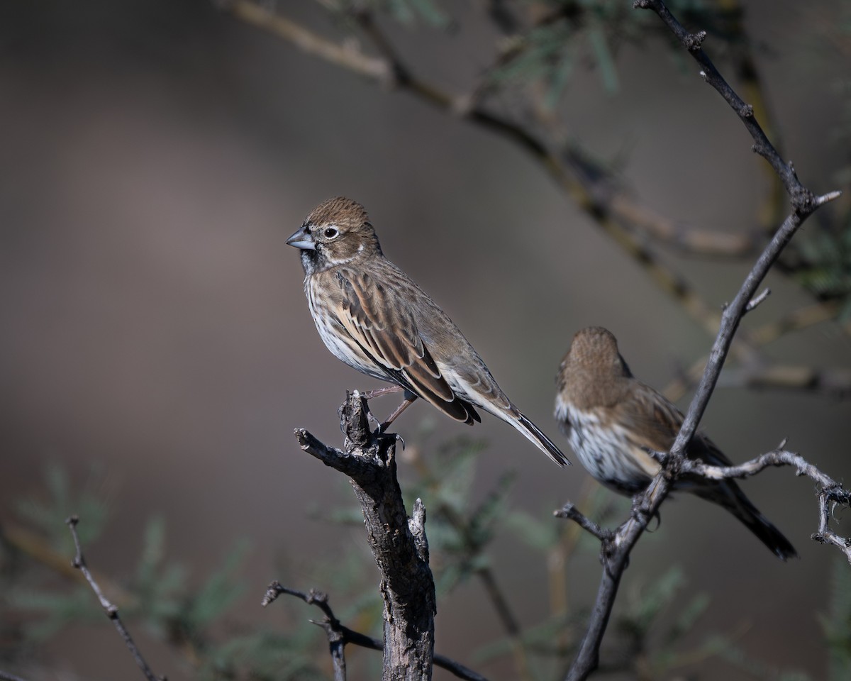 Lark Bunting - ML644338325