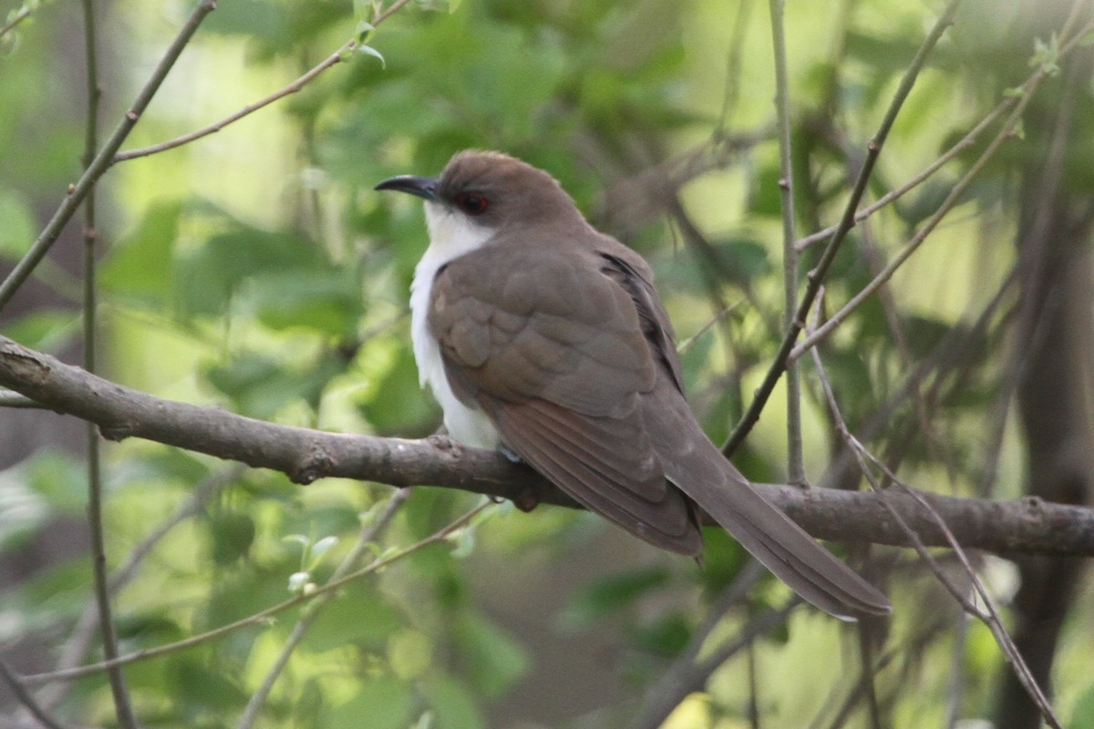 Coulicou à bec noir - ML644338329