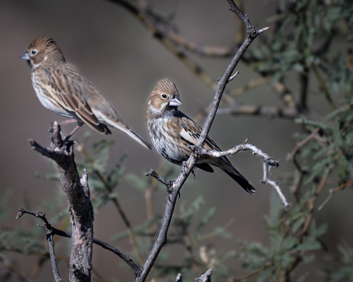 Lark Bunting - ML644338330