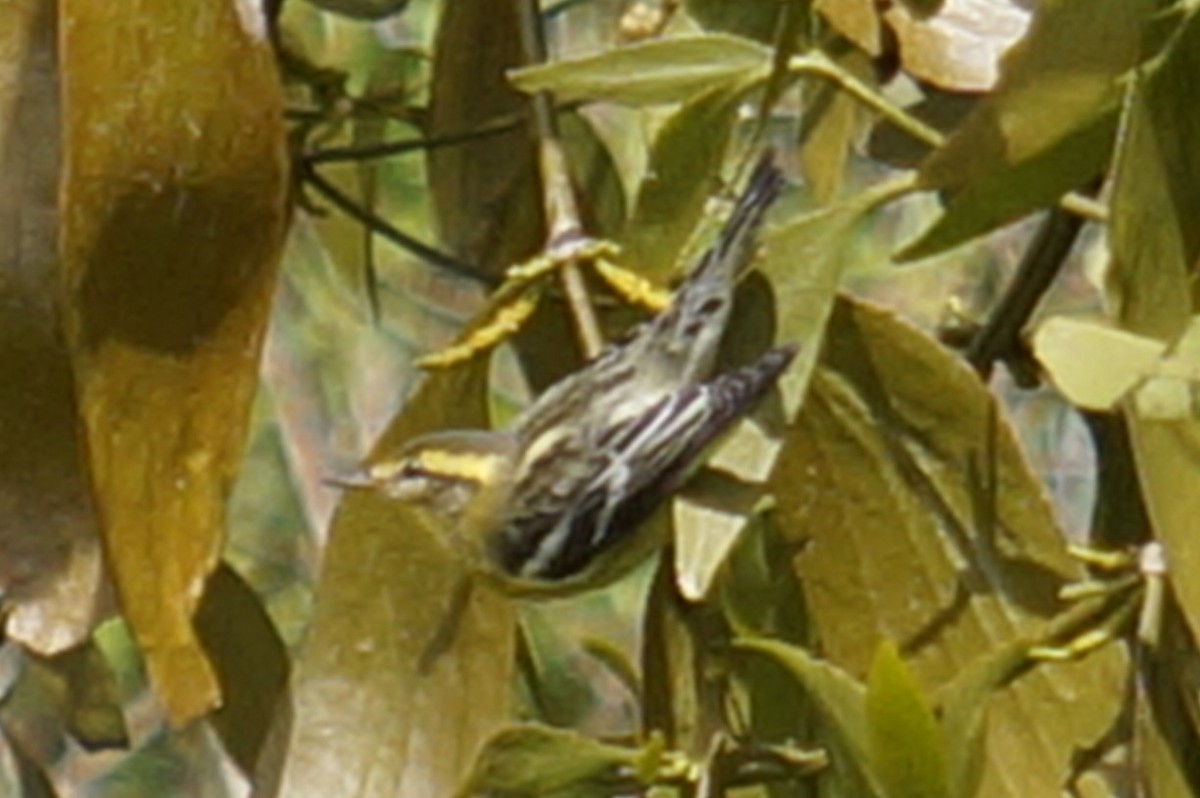 סבכון כתום-גרון - ML644338332