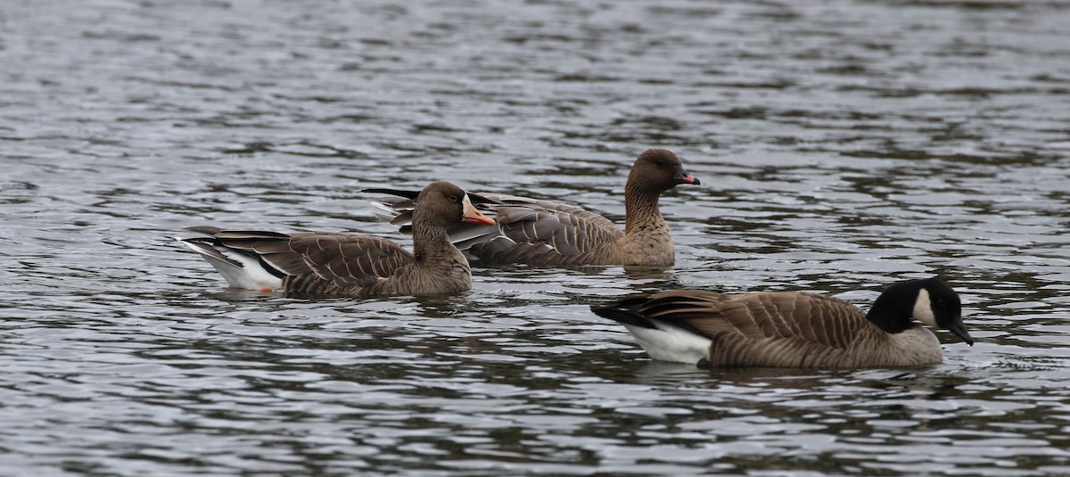 Pink-footed Goose - ML644338343