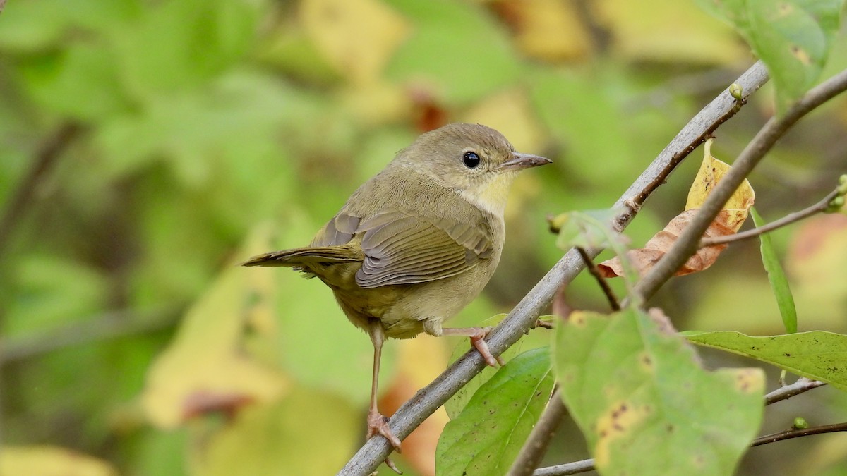 Common Yellowthroat - ML644338350