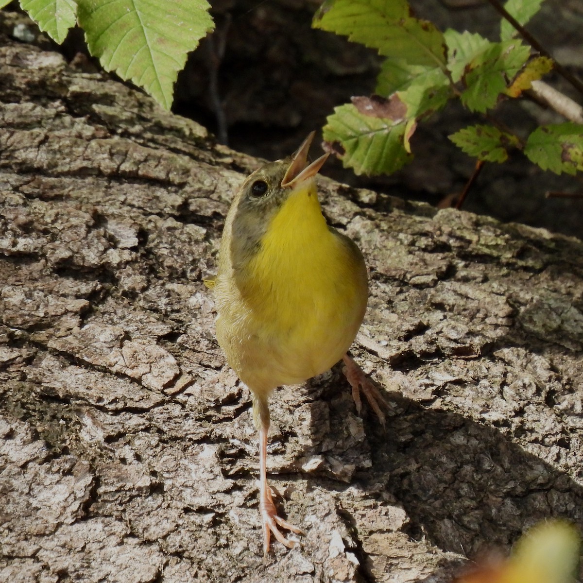 Common Yellowthroat - ML644338351
