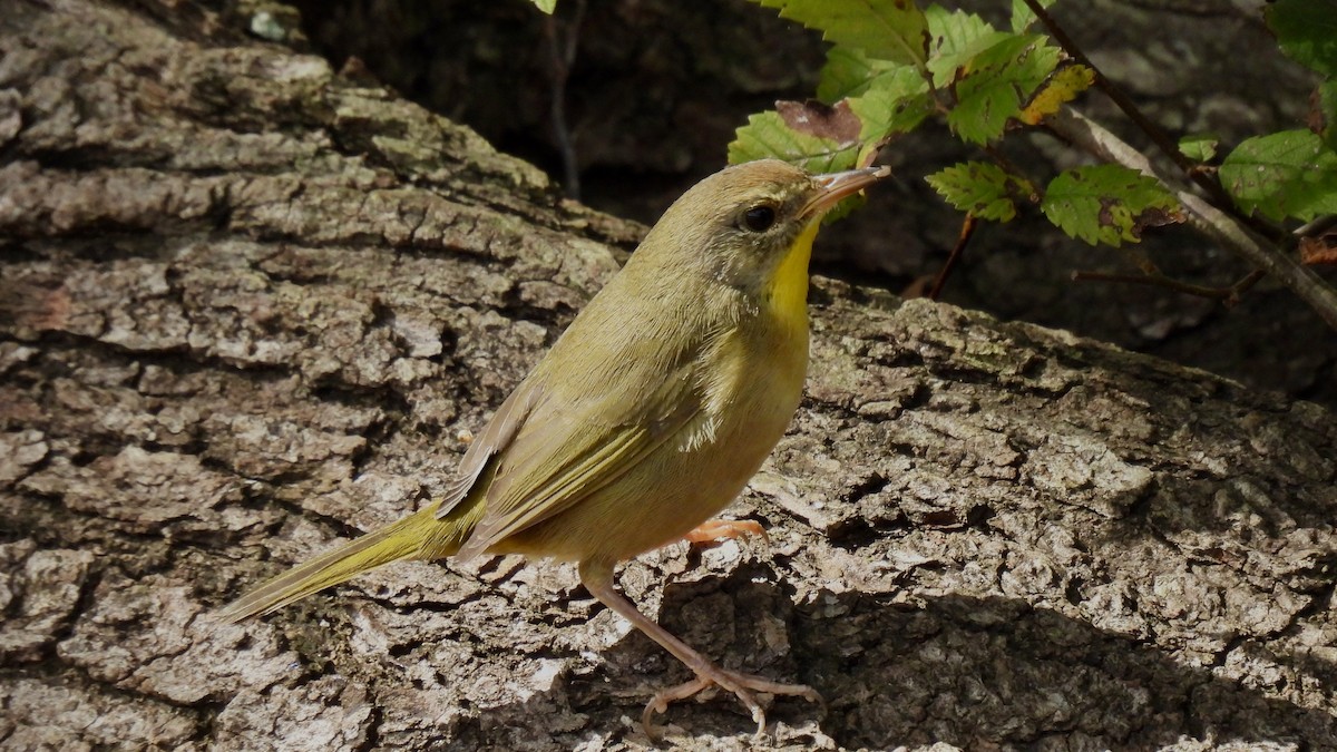 Common Yellowthroat - ML644338352