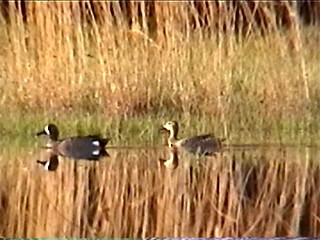 Zertzeta hegalurdina - ML644338358