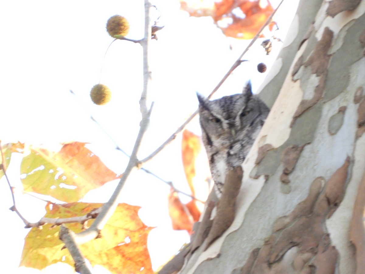 Восточноамериканская совка - ML644338362