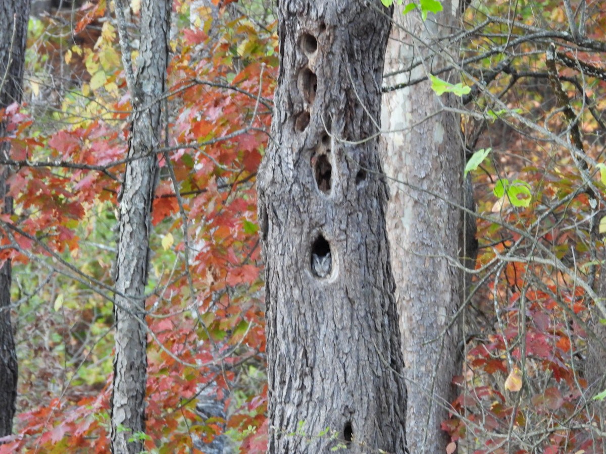 Восточноамериканская совка - ML644338363