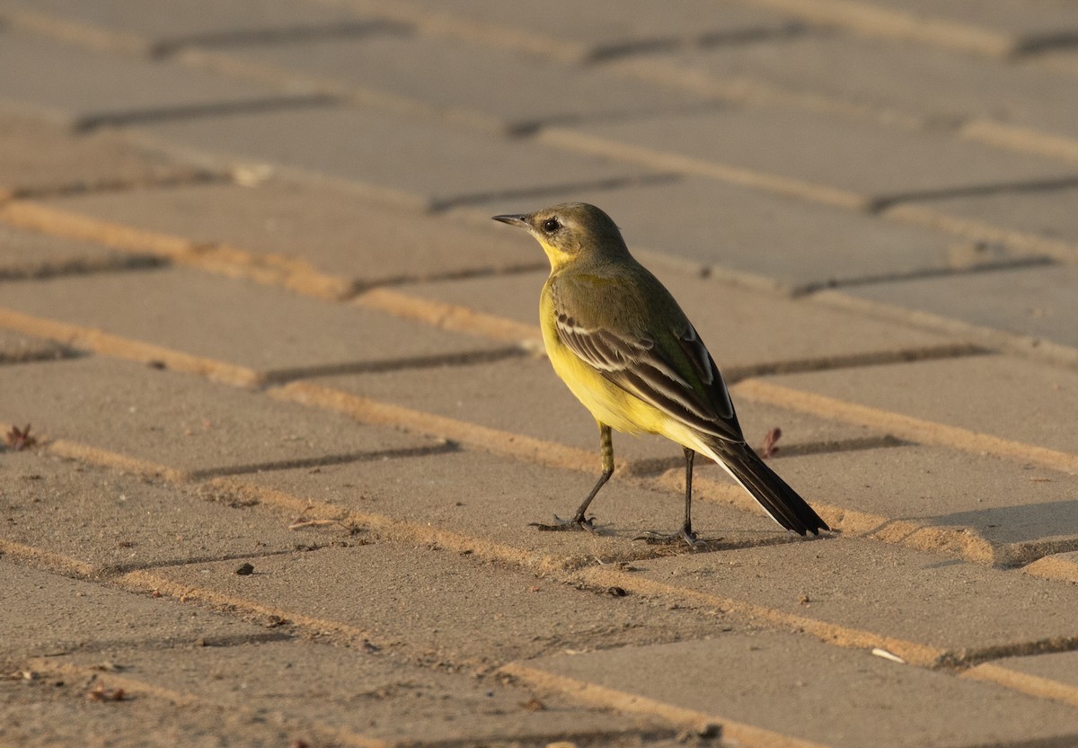 gulerle - ML644338364