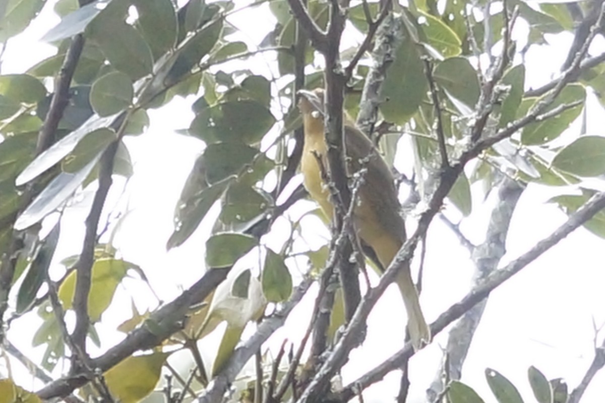 Summer Tanager - ML644338369