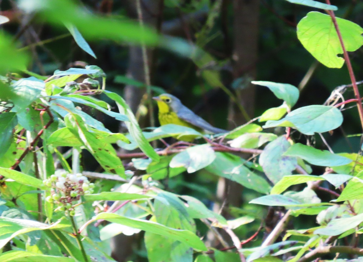 Болотянка строкатовола - ML644338389