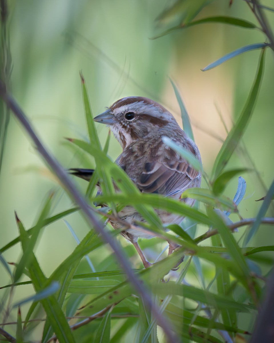 Song Sparrow - ML644338390