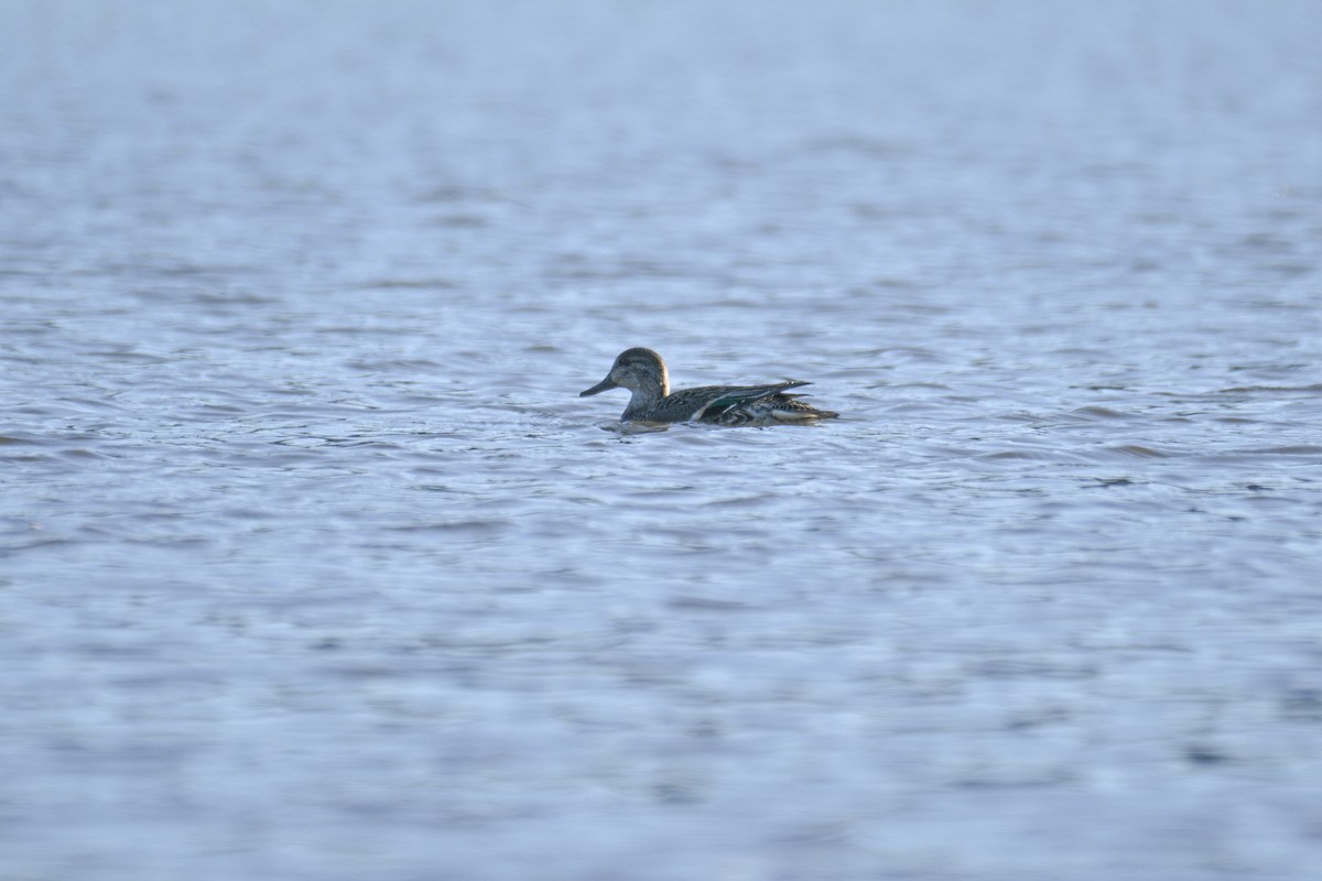 Garganey - ML644338392