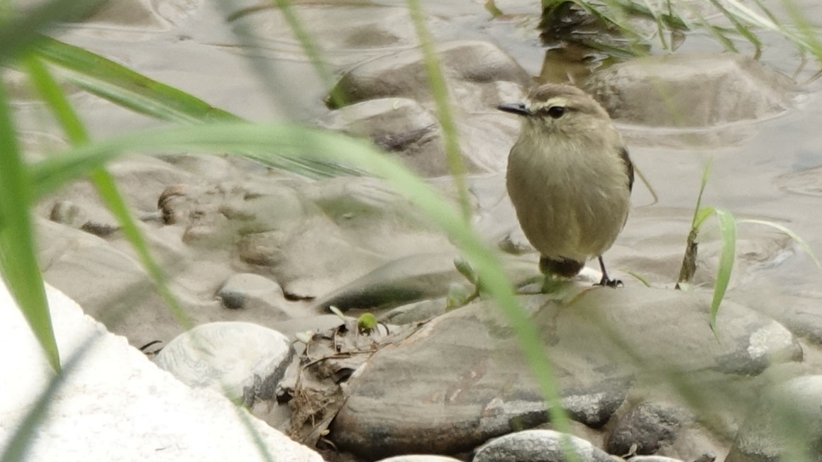Mosquerito Guardarríos - ML644338394