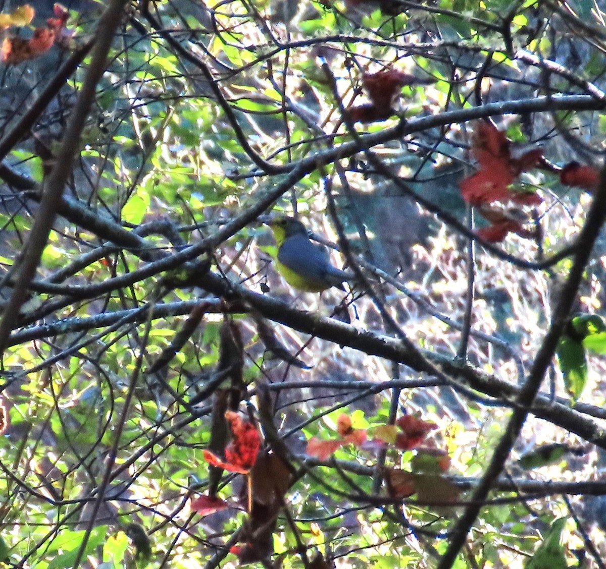 Болотянка строкатовола - ML644338401