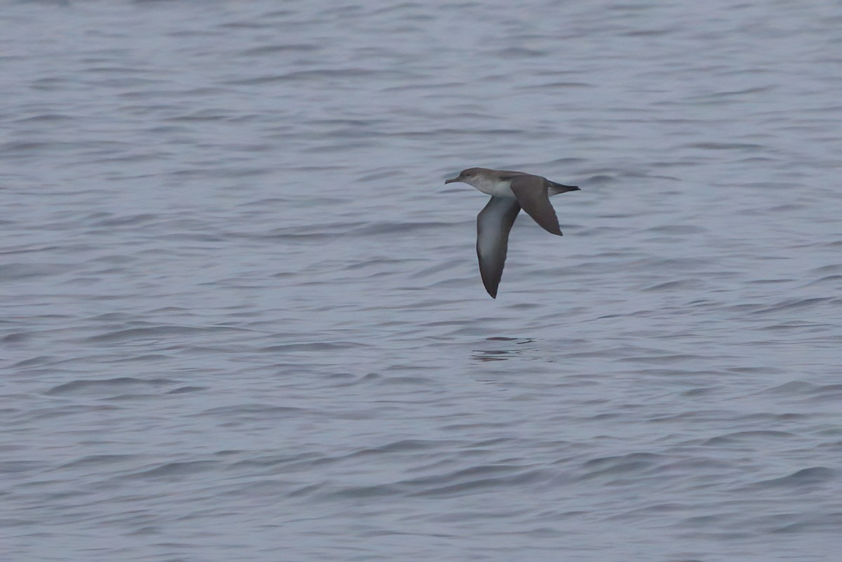 Black-vented Shearwater - ML644338405