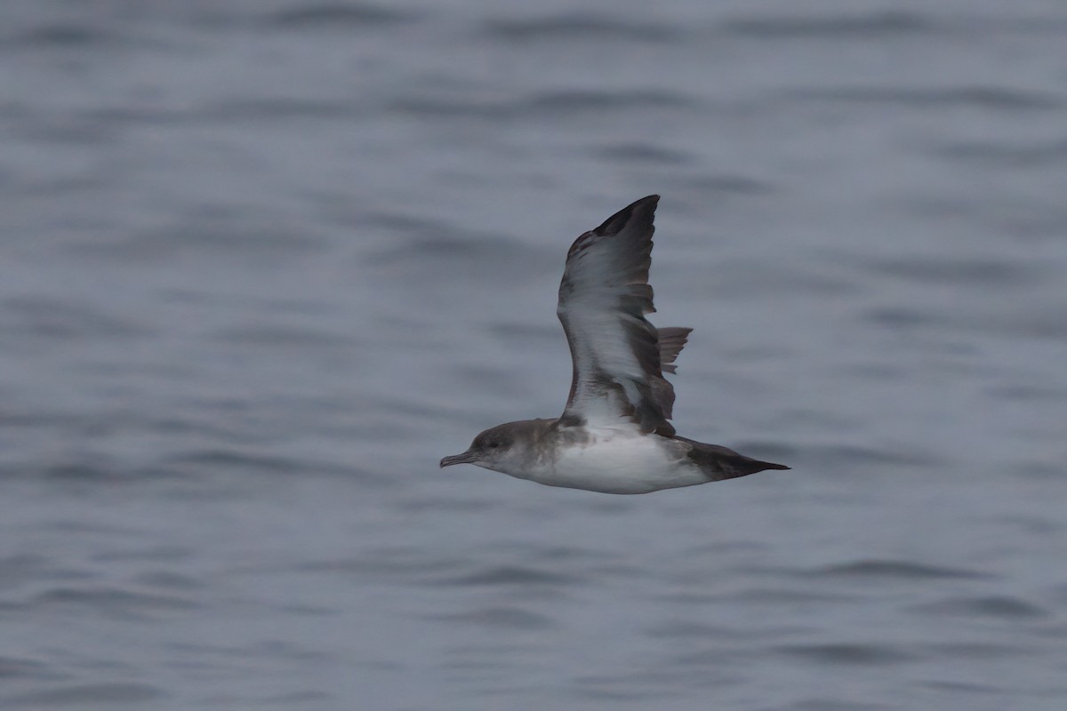 Black-vented Shearwater - ML644338406