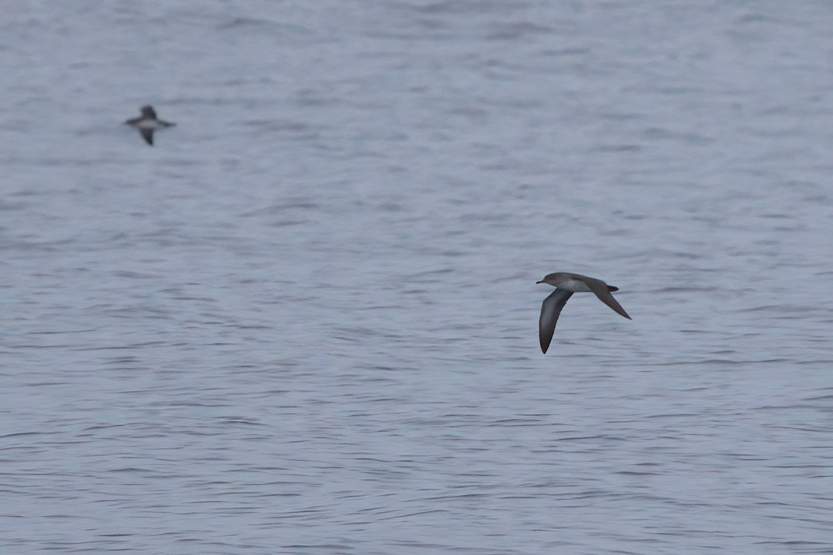 Black-vented Shearwater - ML644338407