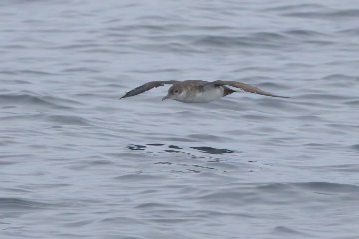 Black-vented Shearwater - ML644338408