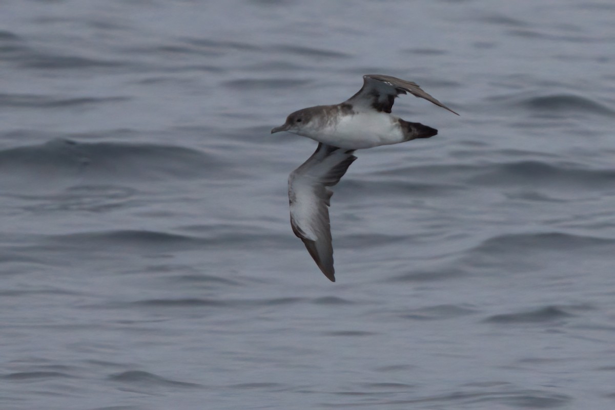 Black-vented Shearwater - ML644338409