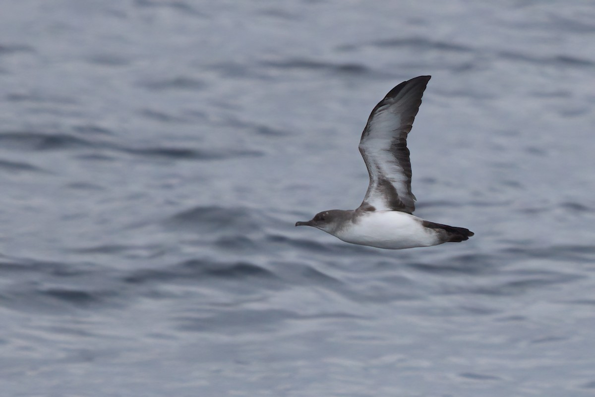 Black-vented Shearwater - ML644338410