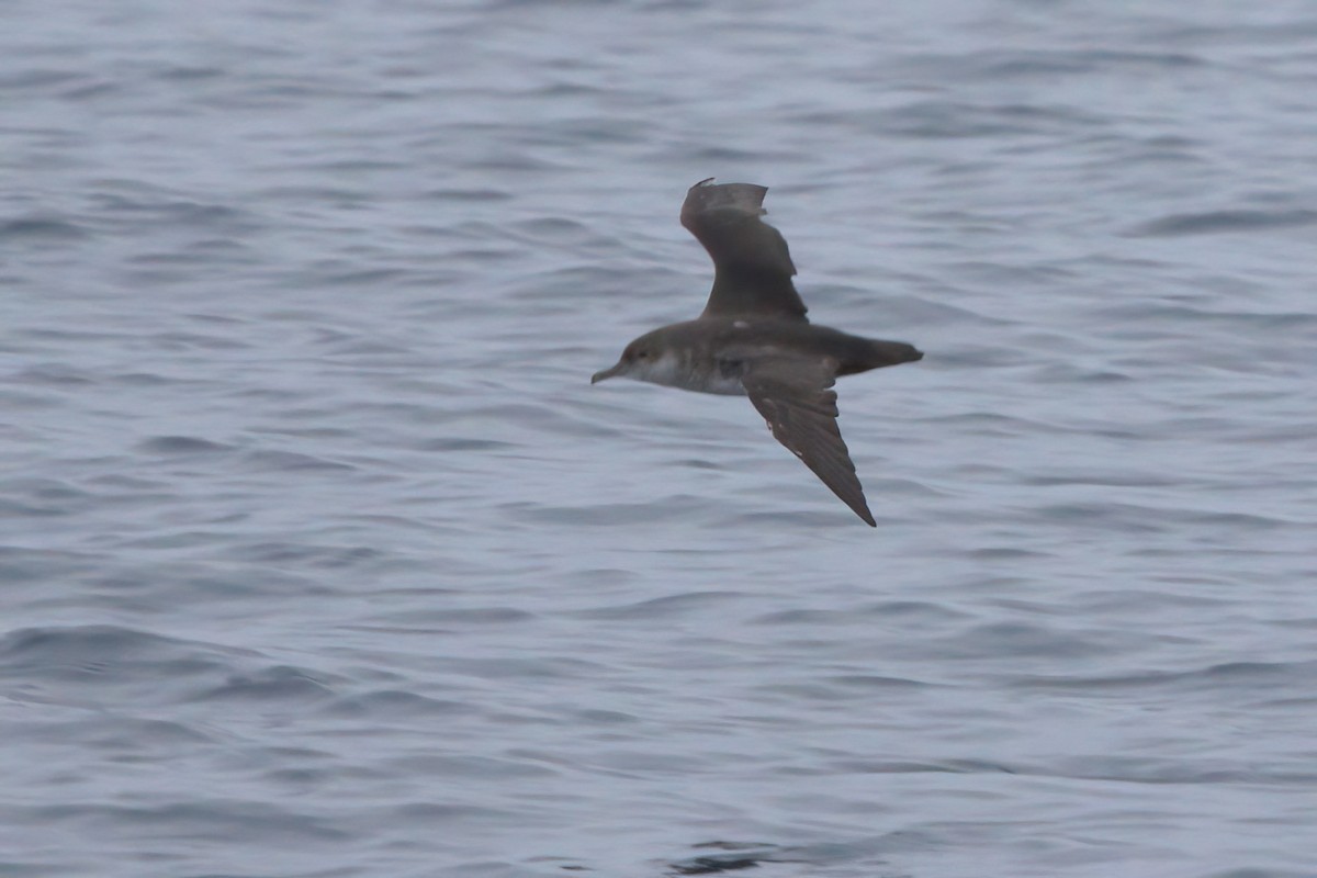 Black-vented Shearwater - ML644338411