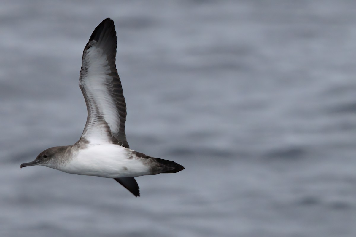 Black-vented Shearwater - ML644338412