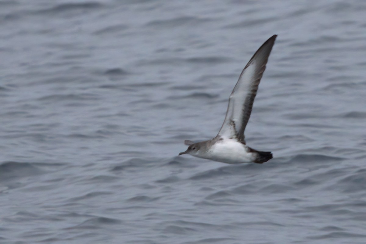 Black-vented Shearwater - ML644338413