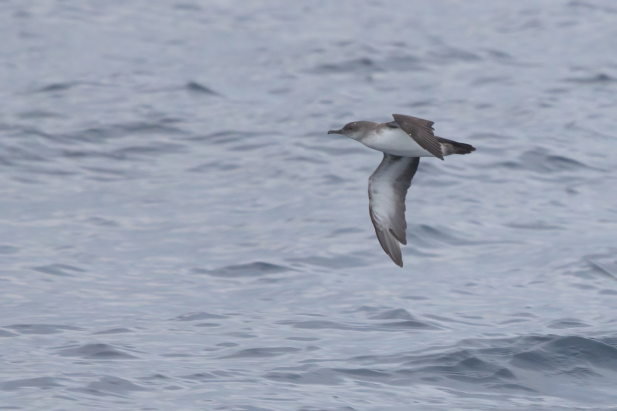 Black-vented Shearwater - ML644338414