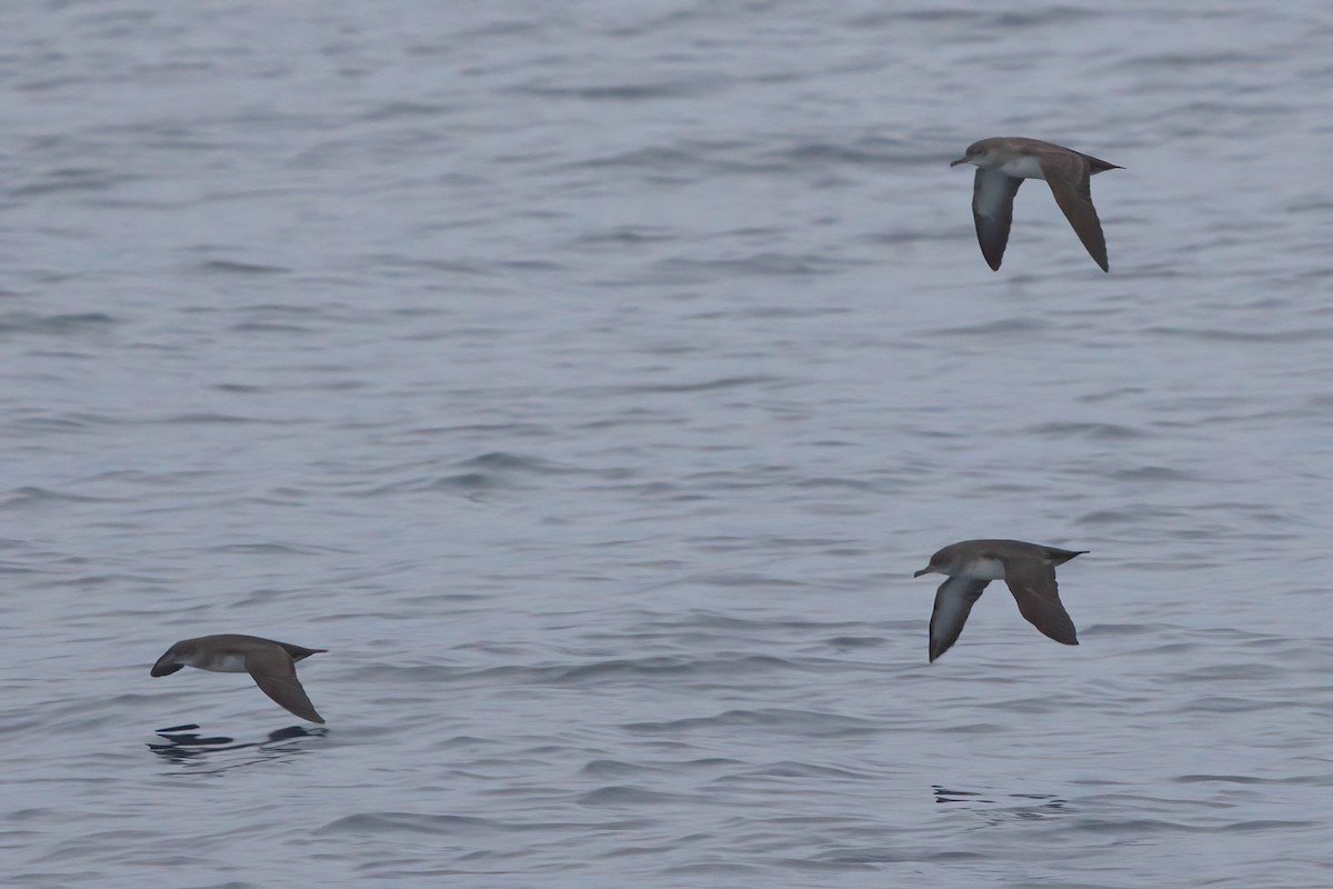 Black-vented Shearwater - ML644338415