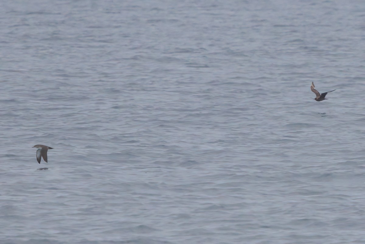 Black-vented Shearwater - ML644338416