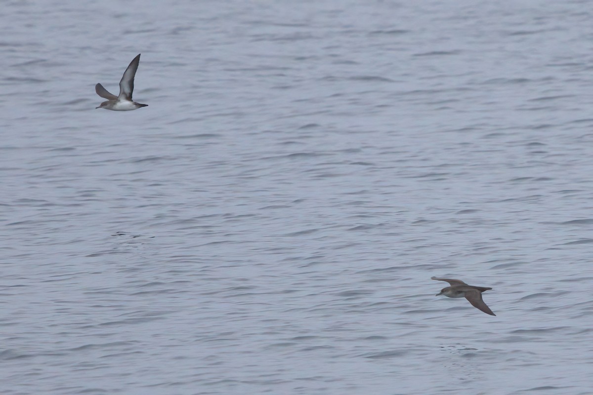 Black-vented Shearwater - ML644338417