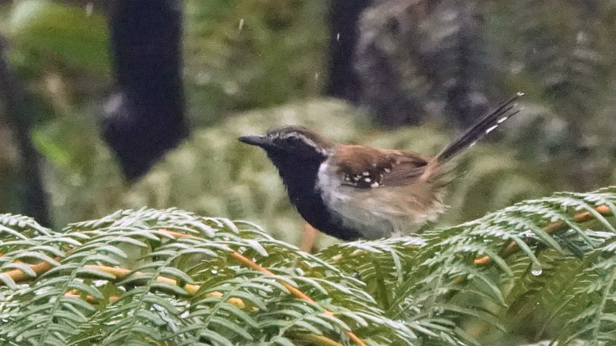 ムナグロアリサザイ - ML644338423