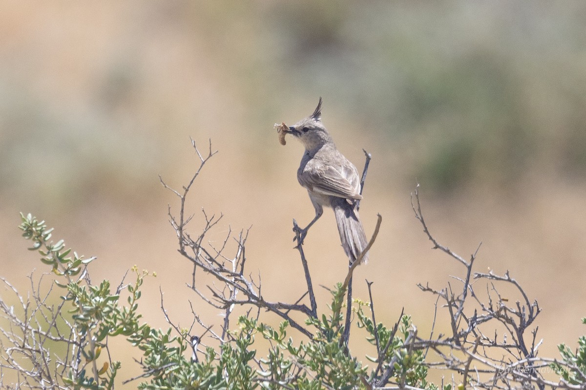Chirruping Wedgebill - ML644338427
