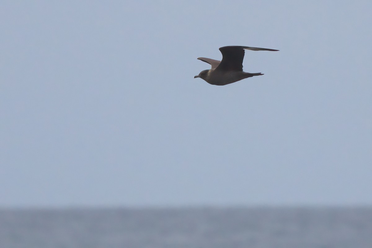 Pomarine Jaeger - ML644338428