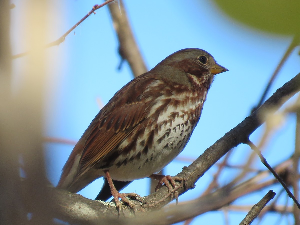 Fox Sparrow - ML644338454