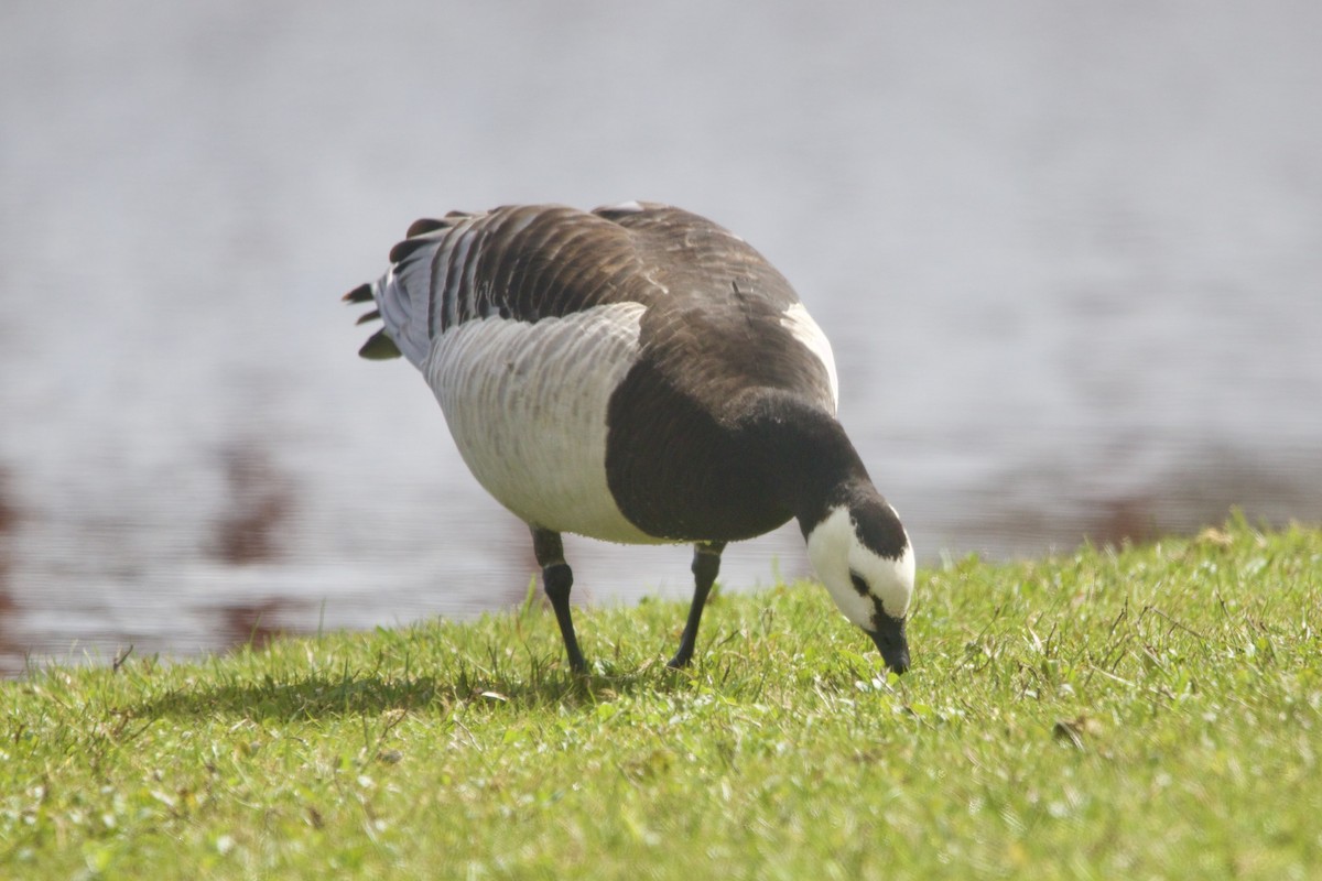 Barnacle Goose - ML644338463