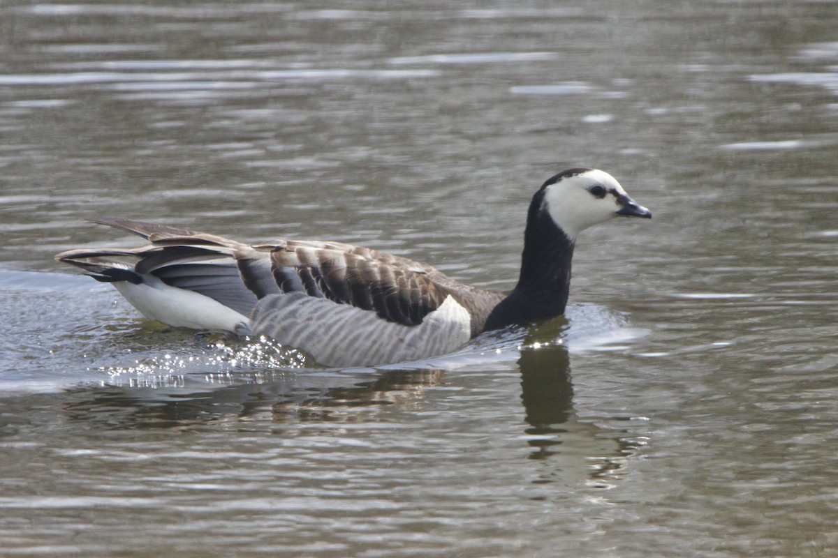 Barnacle Goose - ML644338464