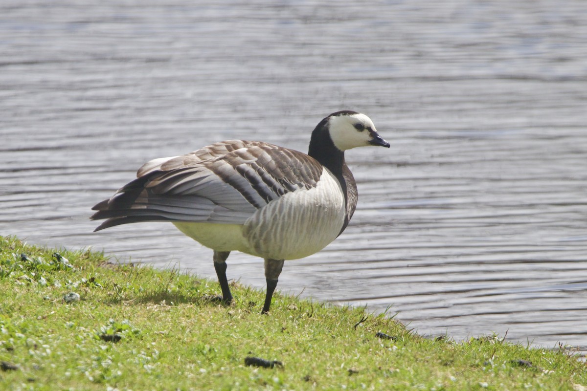 Barnacle Goose - ML644338465